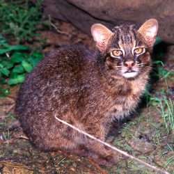 Endemic Species That Only Exist on Specific Japanese Islands - Metropolis Japan