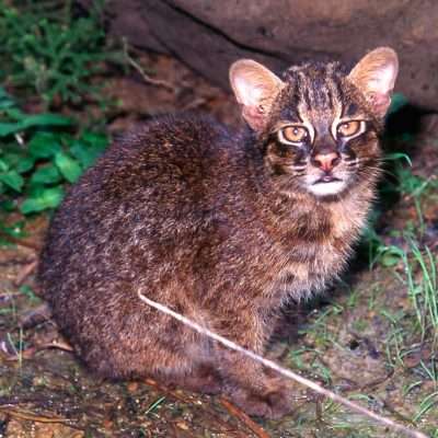 Endemic Species That Only Exist on Specific Japanese Islands - Metropolis Japan