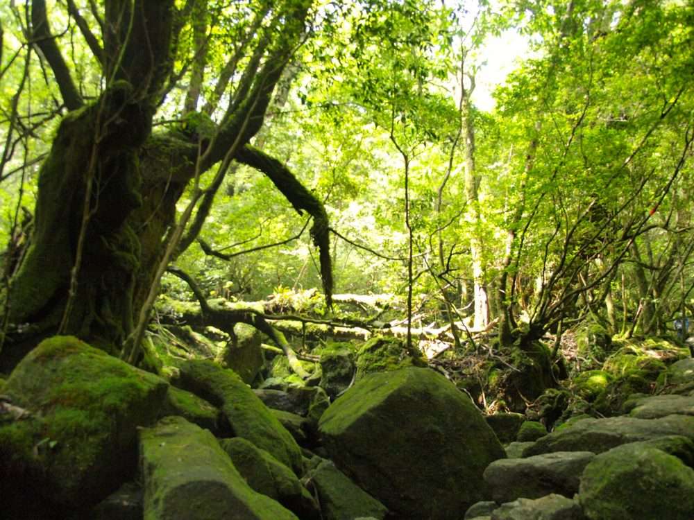 The Forest That Grew From Stone - Metropolis Japan