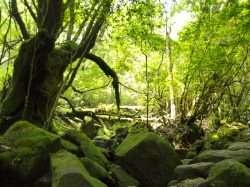 The Forest That Grew From Stone - Metropolis Japan