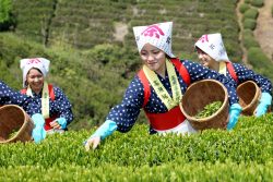 The Agri-Girls Project - Metropolis Japan