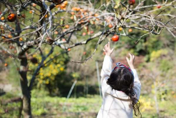 Where To Pick Autumn Fruit in Japan - Metropolis Japan
