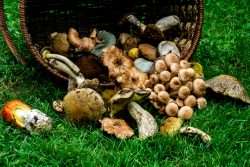Japan’s Wild Mushrooms - Metropolis Japan